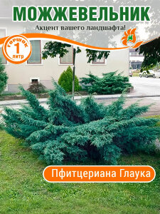 Можжевельник Пфитцериана Глаука (средний) Можжевельник Пфитцериана Глаука (средний)