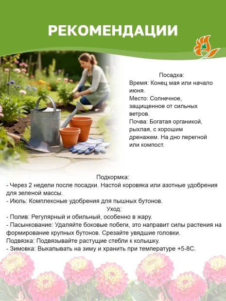 Георгин Радегаст (крупноцветковый) 