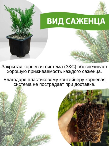 Туя Голден Смарагд (западная)