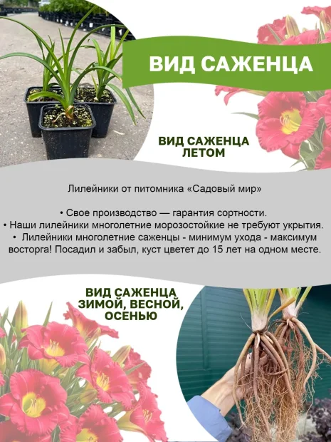 Лилейник Дарья