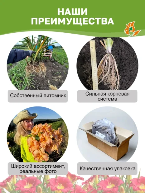 Лилейник Дарья