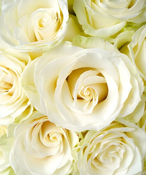 Роза Мондиаль
