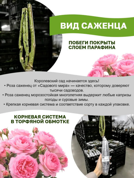 Роза Мондиаль