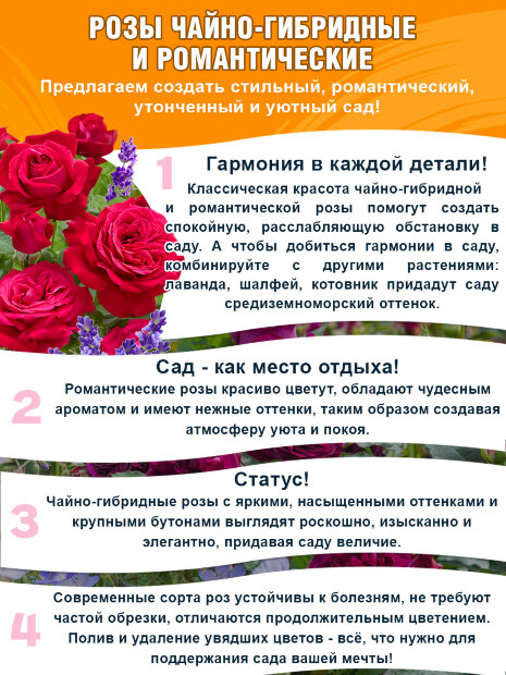 Роза Мондиаль