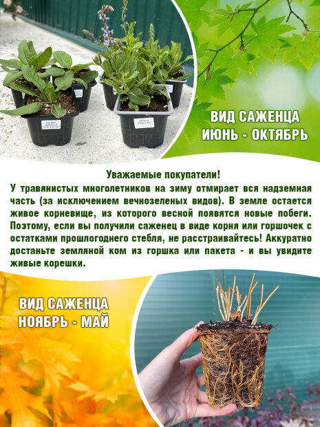 Вероника Пинк Гоблин (колосковая)