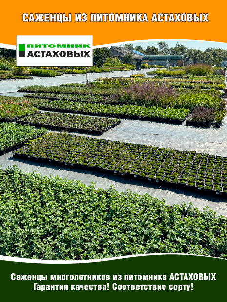 Вероника Пинк Гоблин (колосковая)