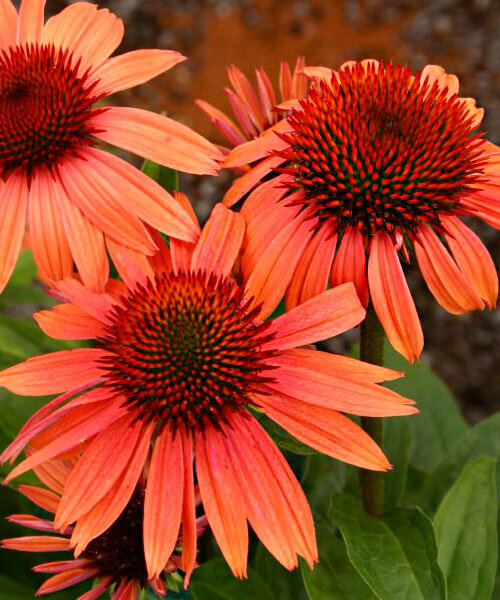 Эхинацея Прейри Блейз Оранж Сансет