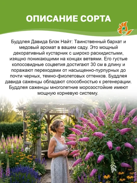 Буддлея Блэк Найт (Давида) саженцы 